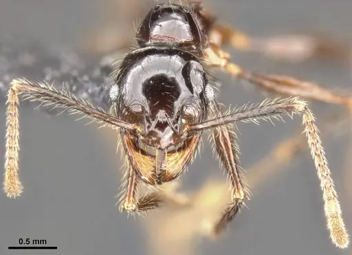 Pheidole dugasi specimen