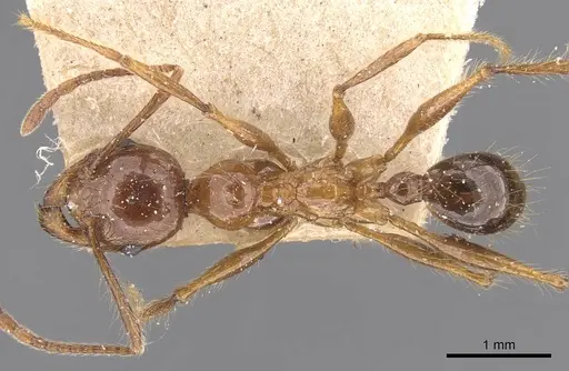 Pheidole dugasi - CASENT0907872