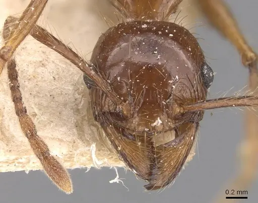 Pheidole dugasi - CASENT0907872