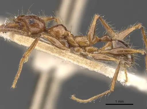 Pheidole dugasi - CASENT0907872