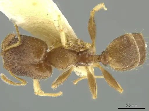 Pheidole dumicola specimen
