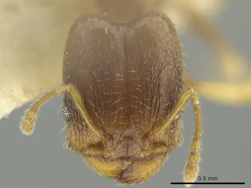 Pheidole dumicola specimen