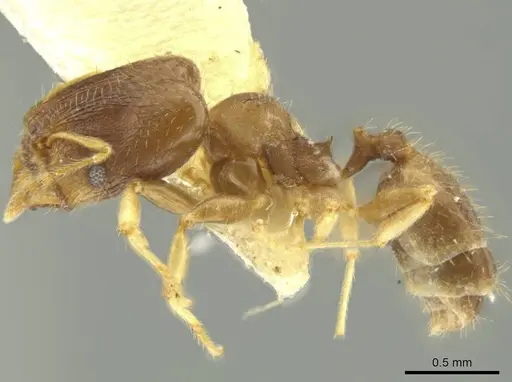 Pheidole dumicola specimen