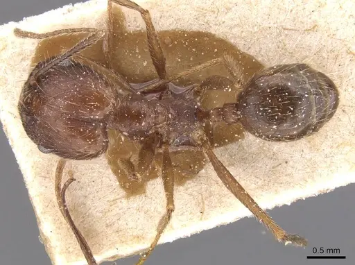 Pheidole durionei specimen