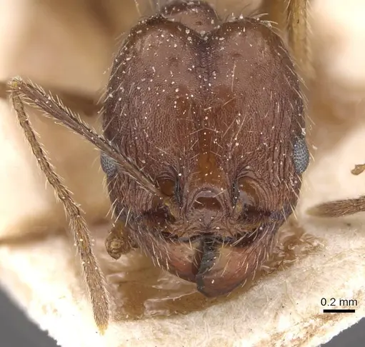 Pheidole durionei specimen
