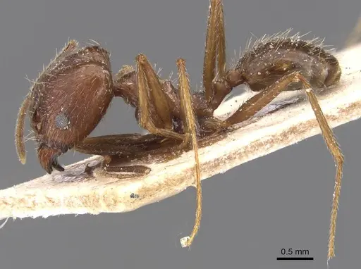 Pheidole durionei specimen