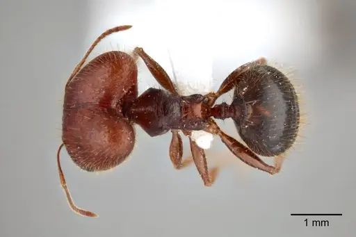 Pheidole dwyeri specimen