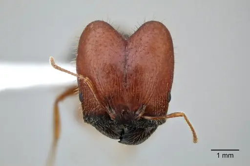 Pheidole dwyeri specimen