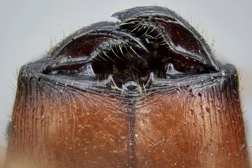 Pheidole dwyeri specimen