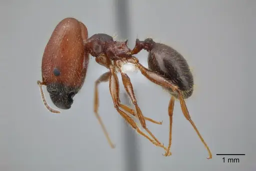 Pheidole dwyeri - CASENT0649577
