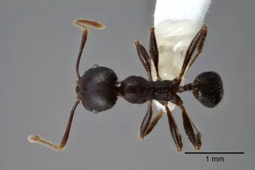 Pheidole dwyeri - CASENT0649580
