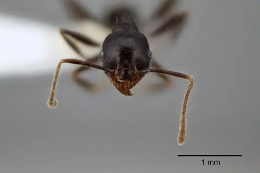 Pheidole dwyeri - CASENT0649580