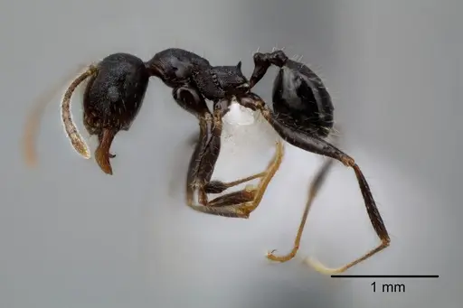 Pheidole dwyeri - CASENT0649580