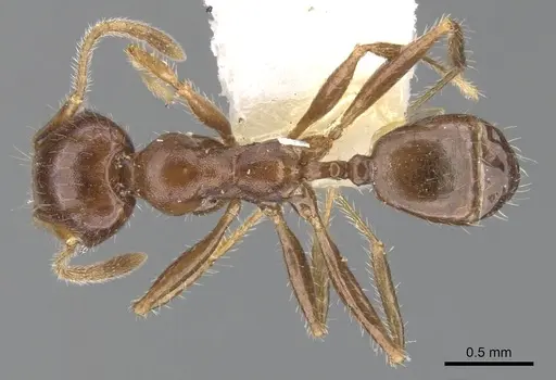 Pheidole dwyeri - CASENT0901587