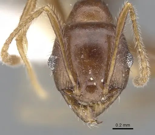 Pheidole dwyeri - CASENT0901587