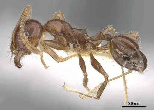 Pheidole dwyeri - CASENT0901587