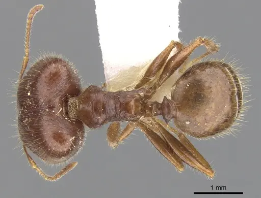Pheidole dwyeri - CASENT0901588