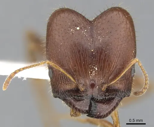 Pheidole dwyeri - CASENT0901588