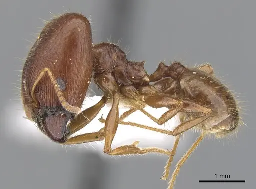 Pheidole dwyeri - CASENT0901588