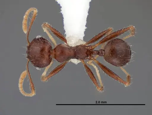 Pheidole dwyeri - FMNHINS0000083048