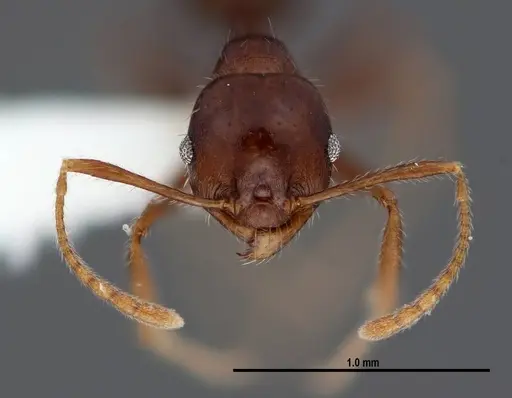 Pheidole dwyeri - FMNHINS0000083048