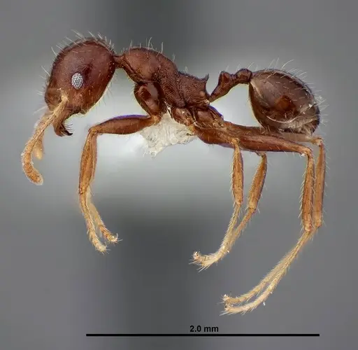 Pheidole dwyeri - FMNHINS0000083048