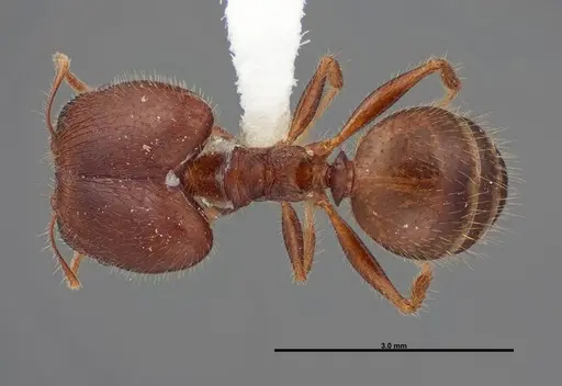Pheidole dwyeri - FMNHINS0000083050