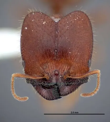 Pheidole dwyeri - FMNHINS0000083050