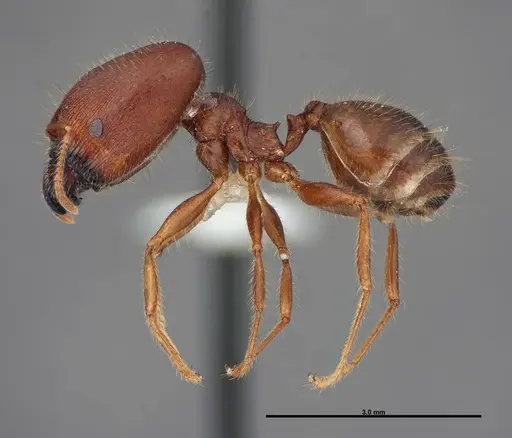 Pheidole dwyeri - FMNHINS0000083050
