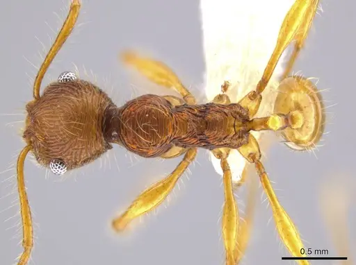 Pheidole ectatommoides specimen