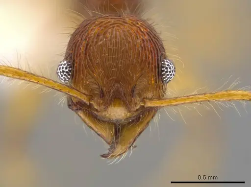 Pheidole ectatommoides specimen
