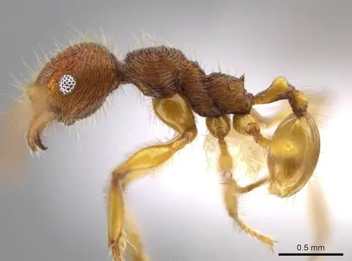 Pheidole ectatommoides specimen