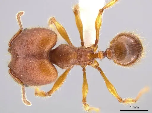 Pheidole ectatommoides - CASENT0619909