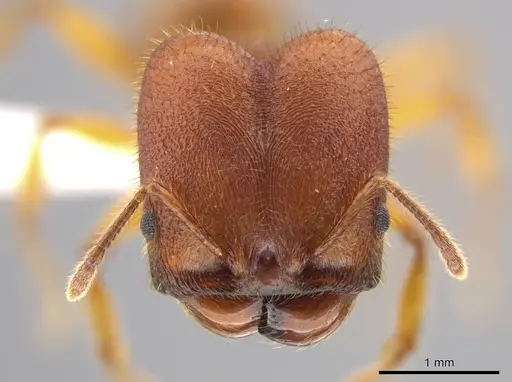 Pheidole ectatommoides - CASENT0619909