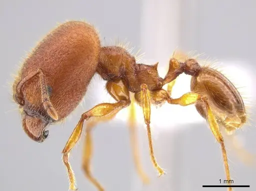 Pheidole ectatommoides - CASENT0619909