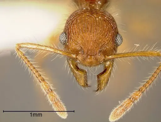 Pheidole ectatommoides - CASENT0635461