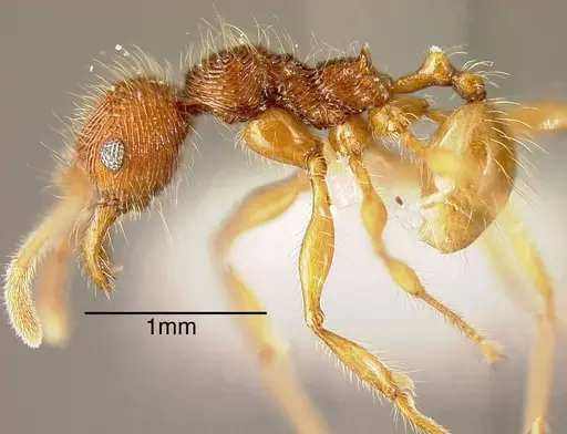 Pheidole ectatommoides - CASENT0635461