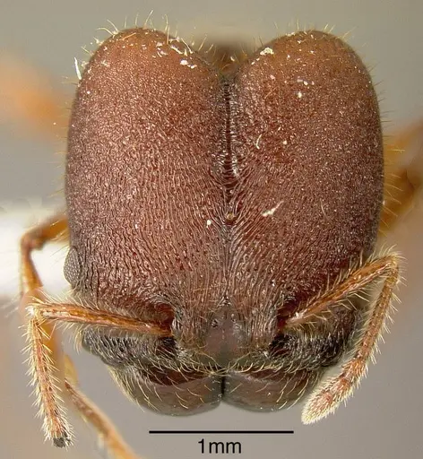 Pheidole ectatommoides - INBIOCRI001282134