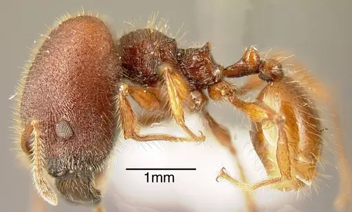 Pheidole ectatommoides - INBIOCRI001282134