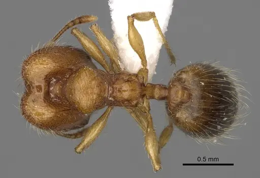 Pheidole ehazoara specimen