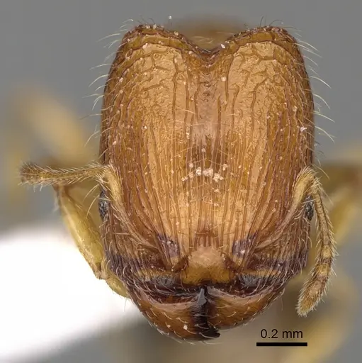 Pheidole ehazoara specimen