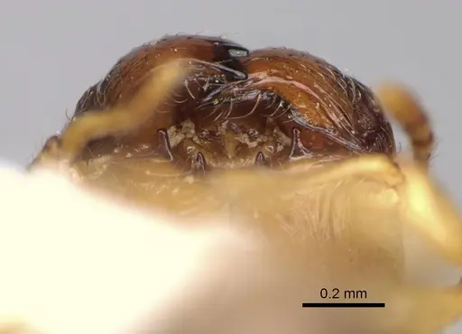 Pheidole ehazoara specimen