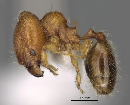 Pheidole ehazoara - CASENT0872059