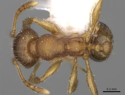 Pheidole ehazoara - CASENT0923186