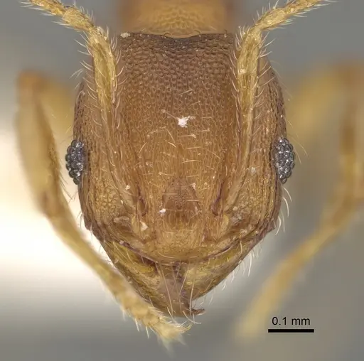Pheidole ehazoara - CASENT0923186