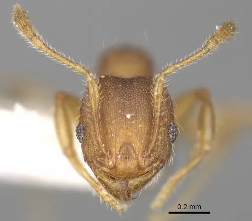 Pheidole ehazoara - CASENT0923186