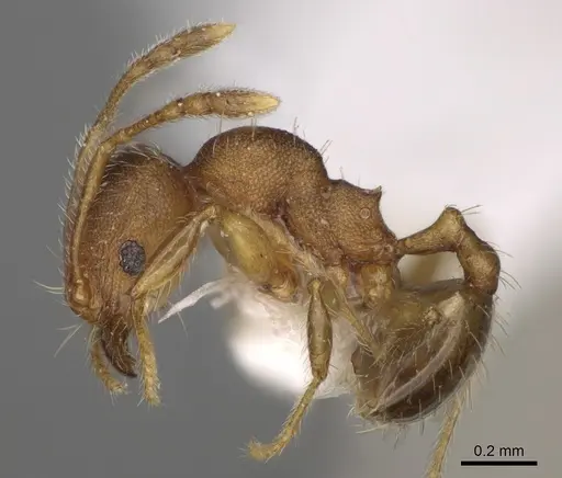 Pheidole ehazoara - CASENT0923186