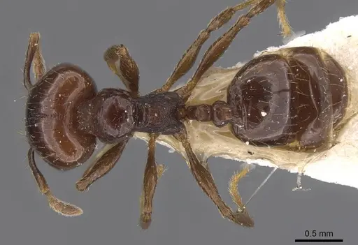 Pheidole eidmanni specimen