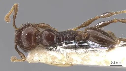 Pheidole eidmanni - CASENT0913305