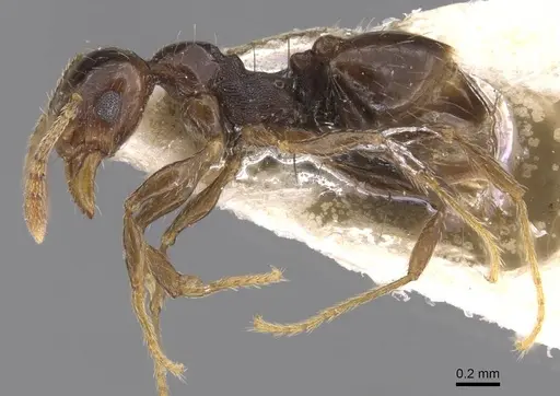 Pheidole eidmanni - CASENT0913305